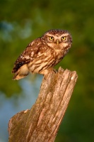 Sycek obecny - Athene noctua - Little Owl 3954